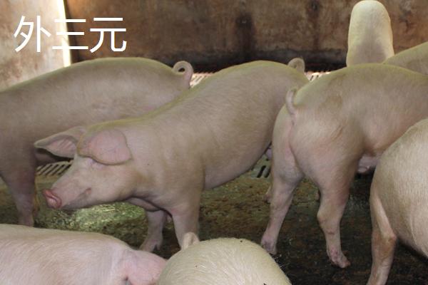 什么是三元猪,不是指某个品种,而是指一种杂交模式
