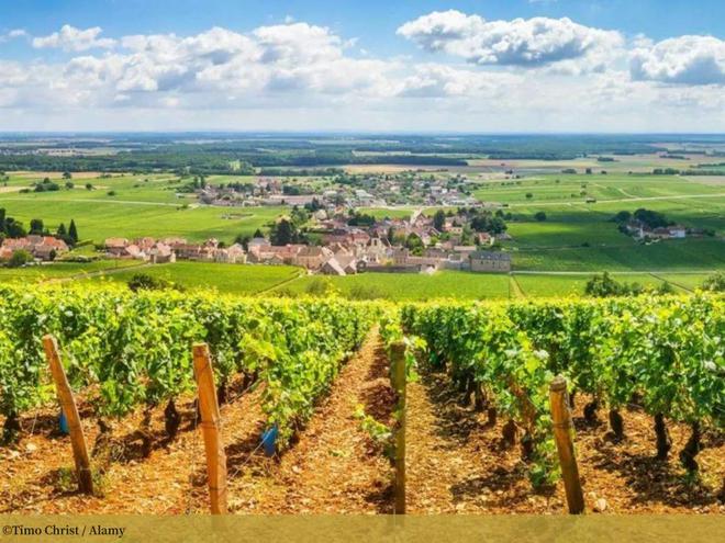 一家葡萄酒庄园繁忙的一天