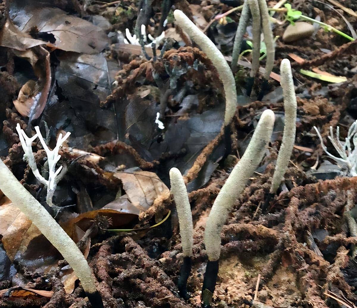 长在白蚁窝里的菌类