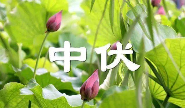 明日进"加长版中伏",建议吃1豆,食2菜,喝3汤,消暑热乐过夏