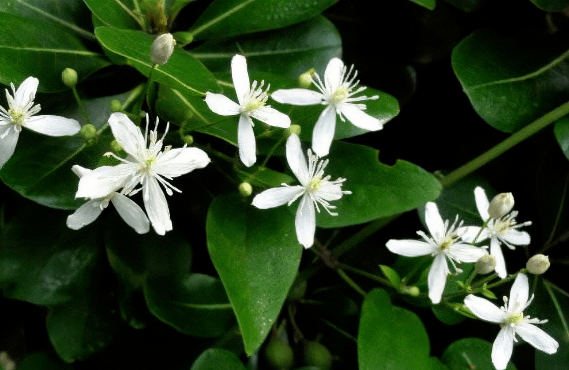 这种"中草药"是痛风终结者,一株"神奇草",用得好,痛风病症全搞定!