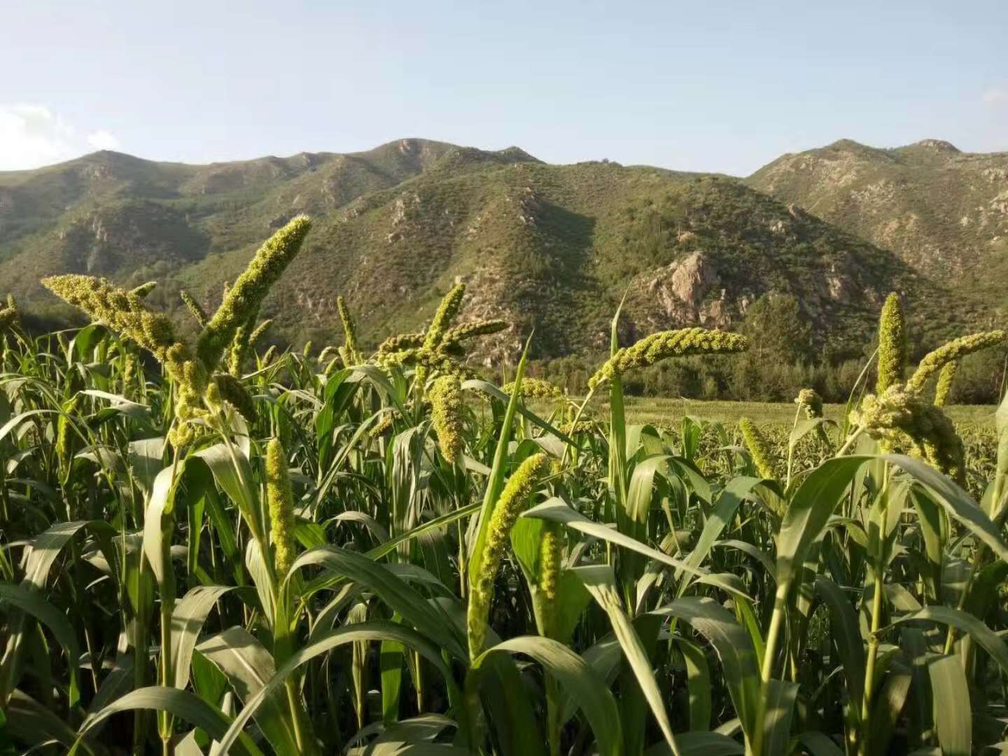 中国最优秀的8个黄小米产地,米油厚实,绵软清香,你吃过几种?