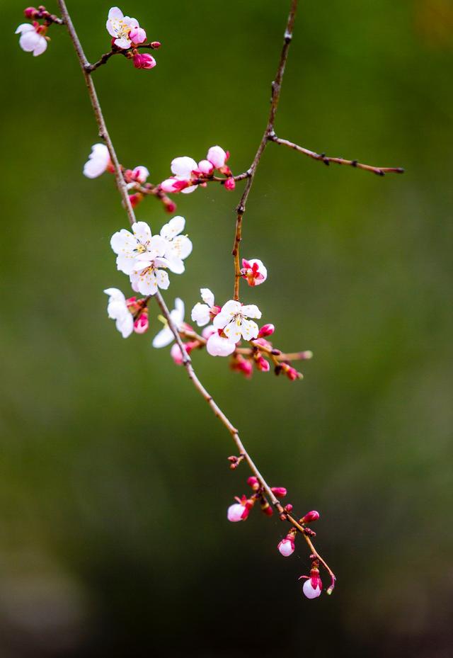 杏花什么时候开花