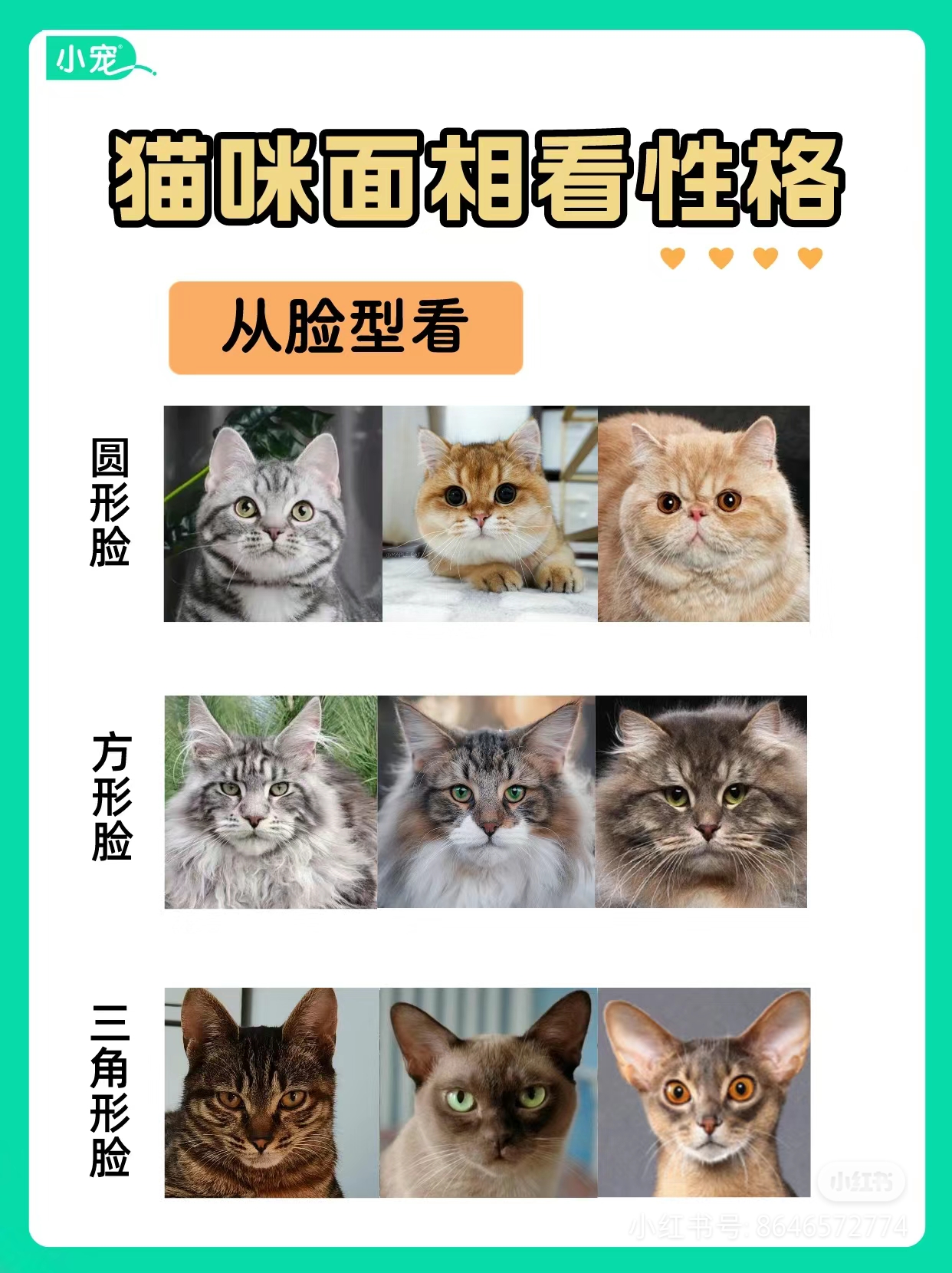 长得像猫的女生面相图片