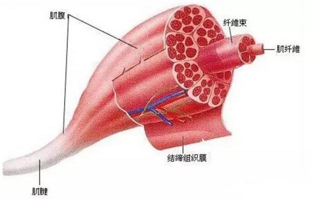 肌肉纤维增生图片