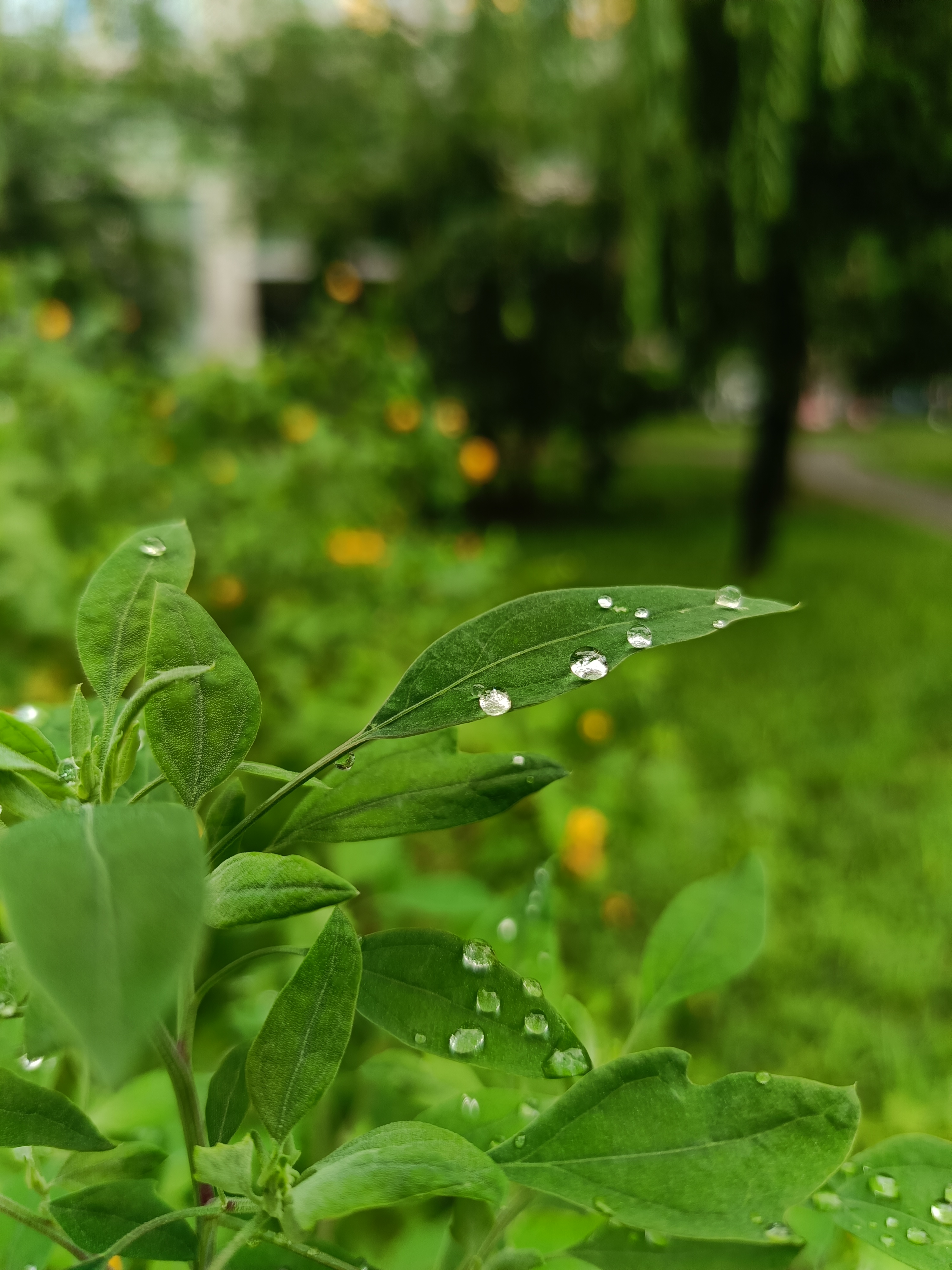 雨后新晴～有魔法的露珠