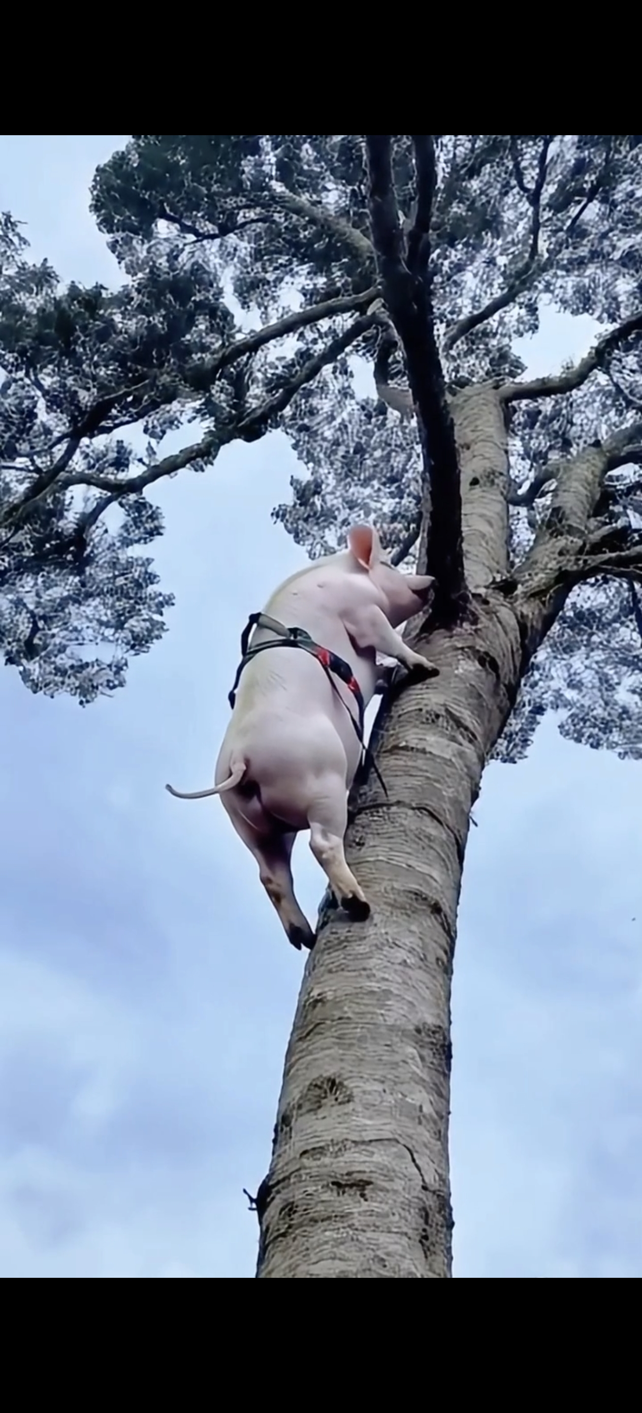 母猪上树的图片 手稿图片