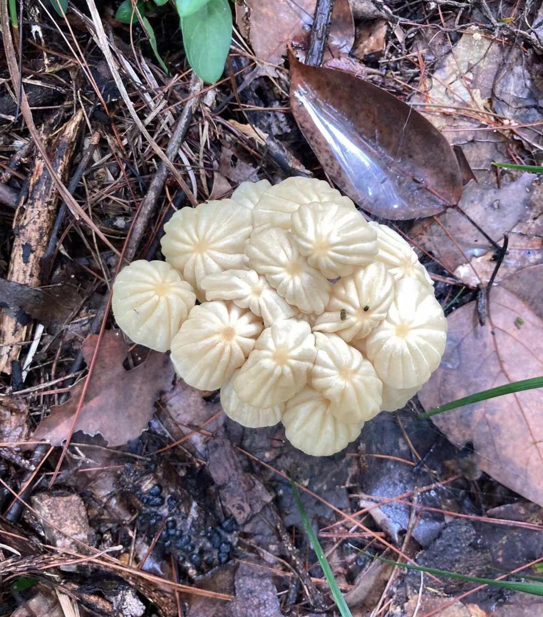 一张图中,呈现一堆形似肉包子的菌类,却无人知晓其名