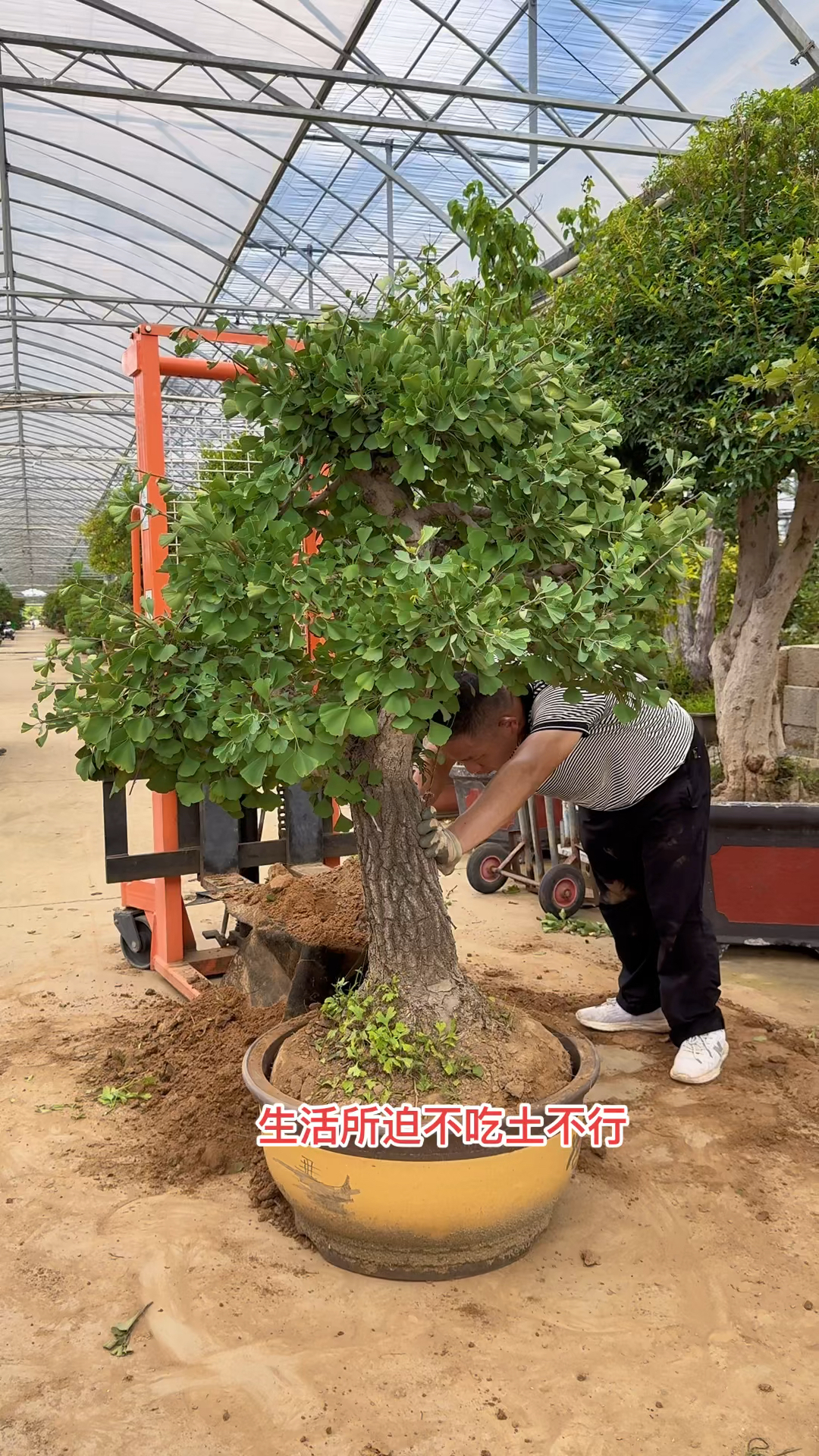 银杏树盆景老桩图片