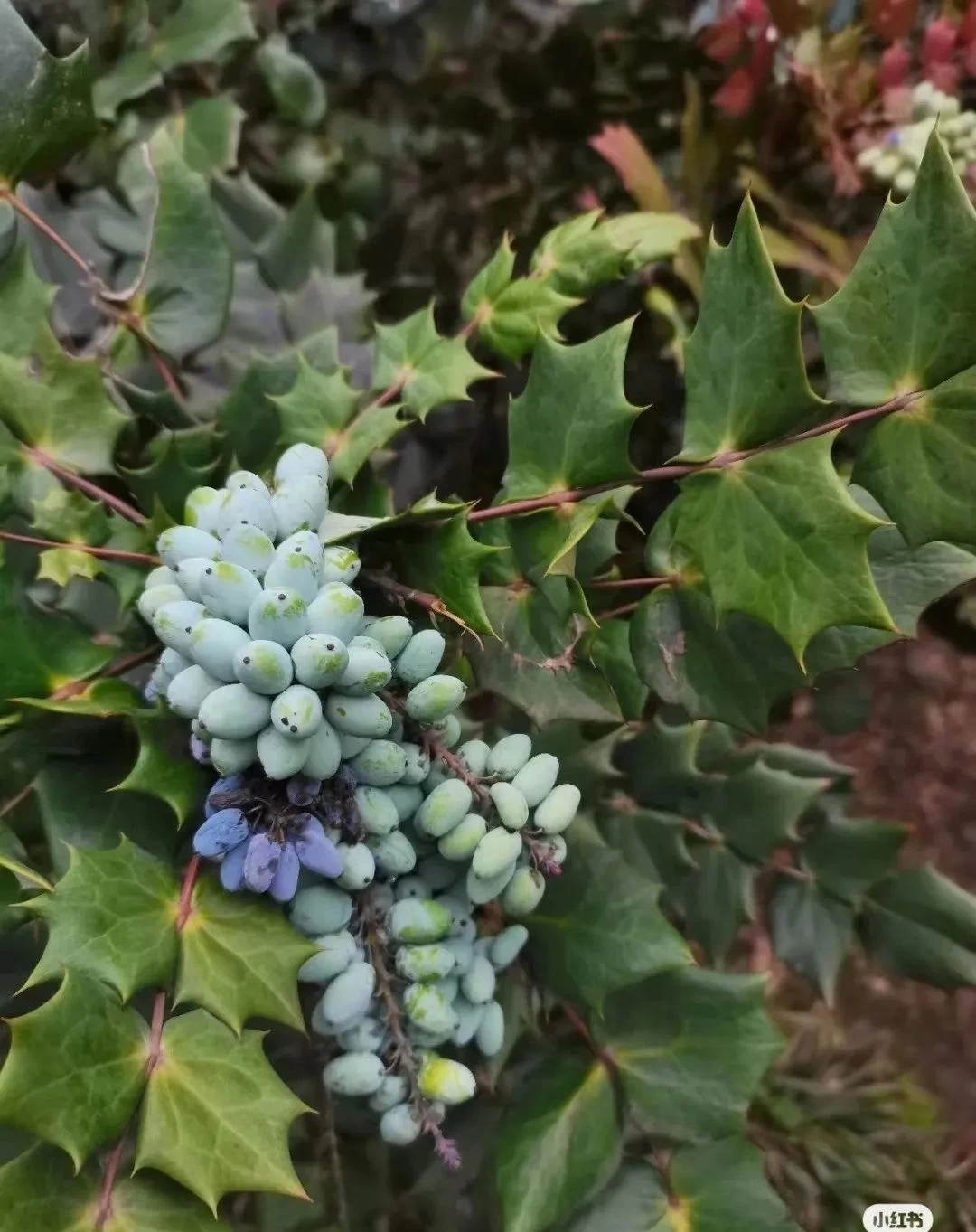 阔叶十大功劳,武侠小说中常用的解毒植物,你的家乡是否有生长?