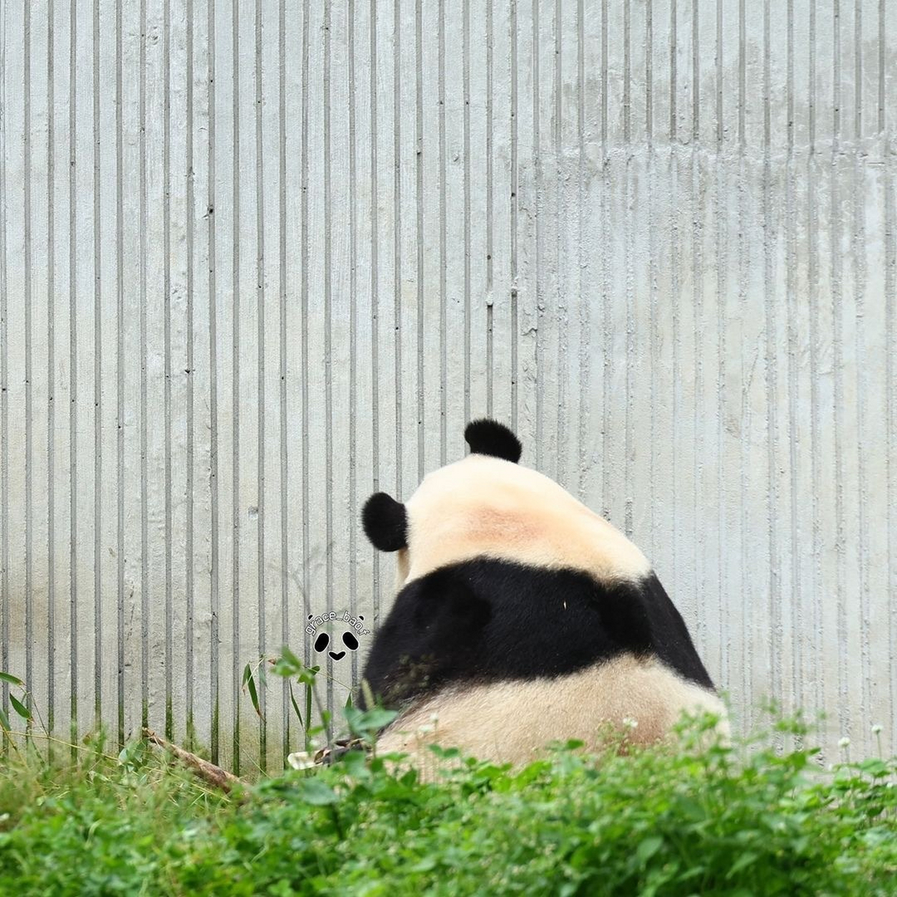 熊猫背坐图图片