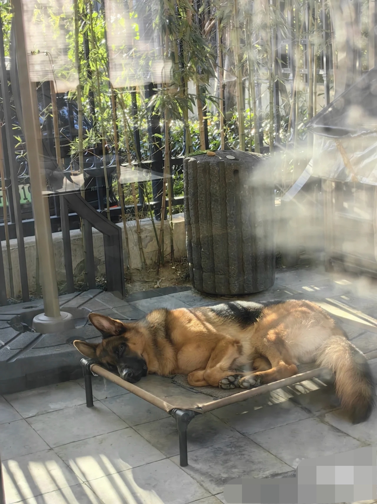 阳光透过竹子洒在地上和狗身上显得非常宁静和平静