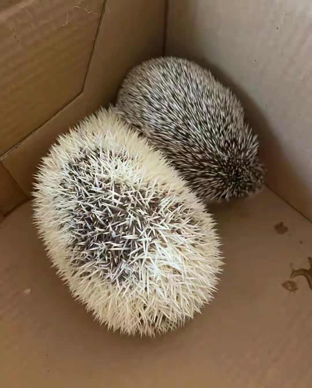 刺猬胆子小害羞不敢见人