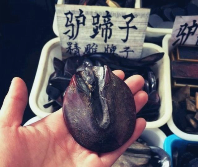 22种牙骨角类文玩全解析,其中10种属于违禁品,文玩新手必看!