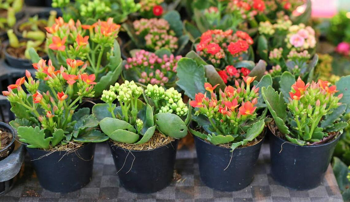 10种花要"穷养活",盆越小,水越少,开花越劲爆!