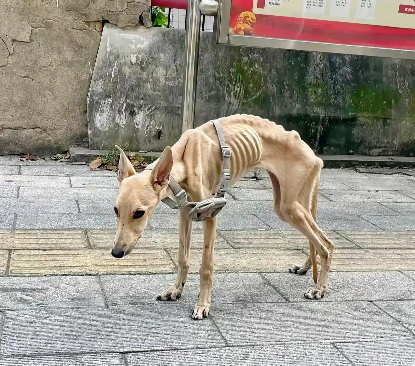 最惨流浪狗图片图片