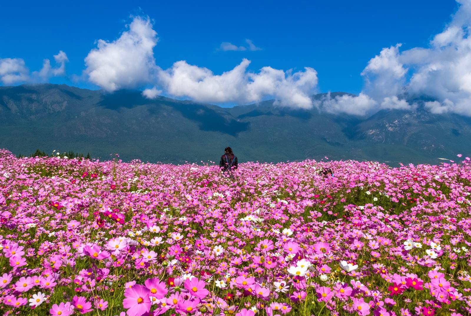 送你一朵高原格桑花,愿你夏日时光美好,花开似锦