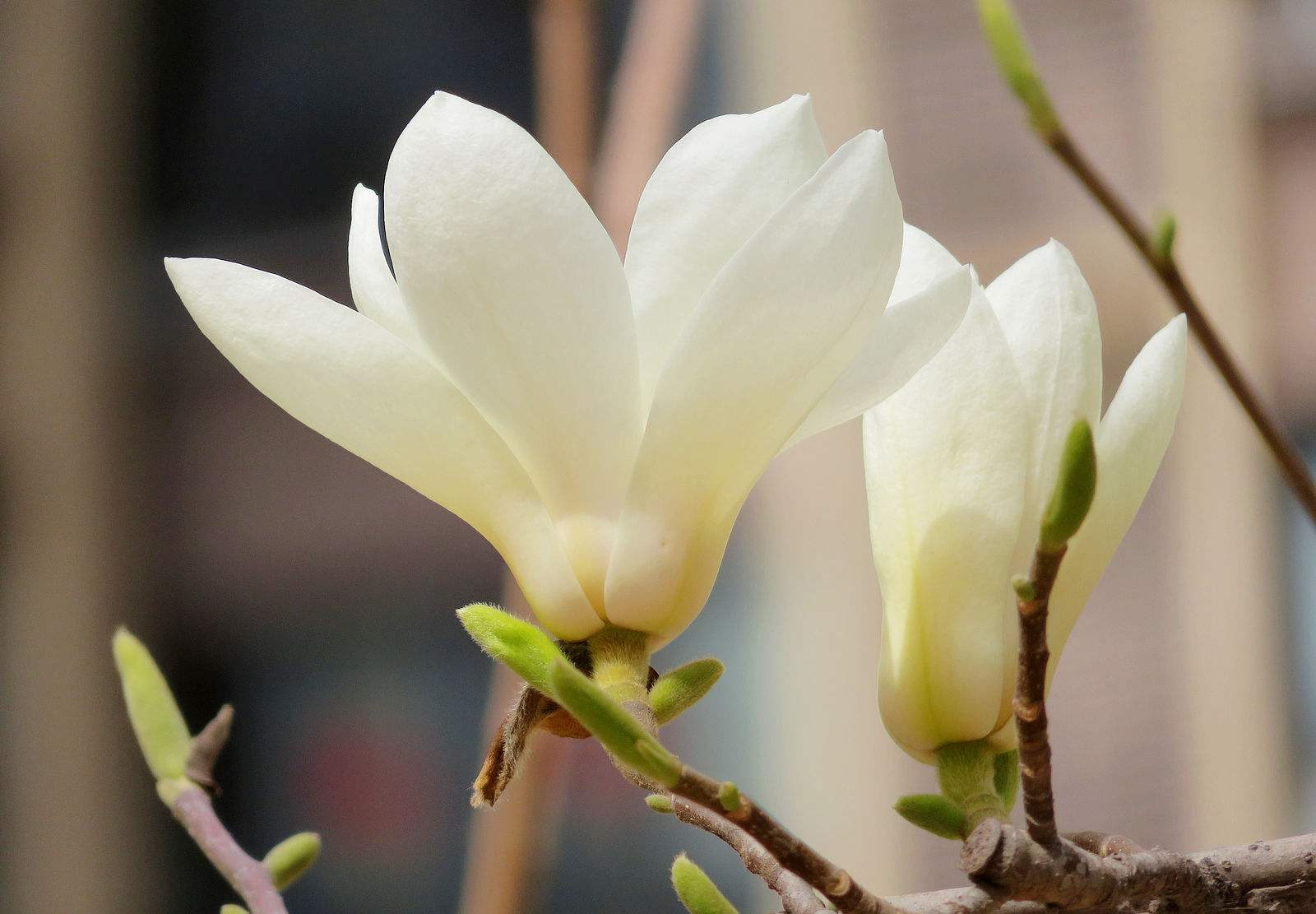 写玉兰花的样子图片