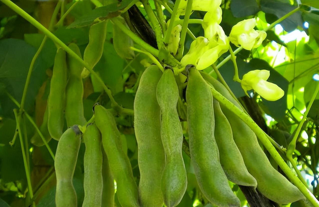一株结果百余斤,种下后养殖简单的"虎爪豆",为何却没人种了?