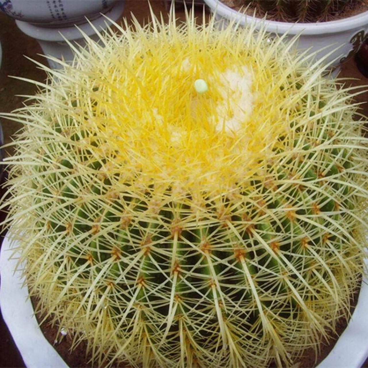 如何在家中养好金琥仙人球?这些技巧你必须知道!