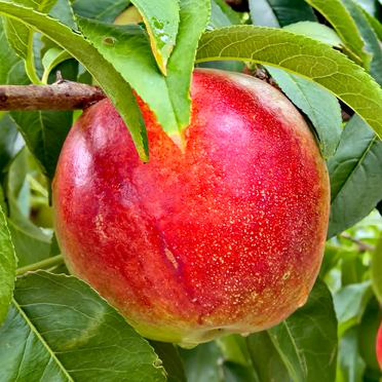 甜蜜油桃喜丰收 果香飘满致富路  时下,大连市金普新区华家村油桃种植