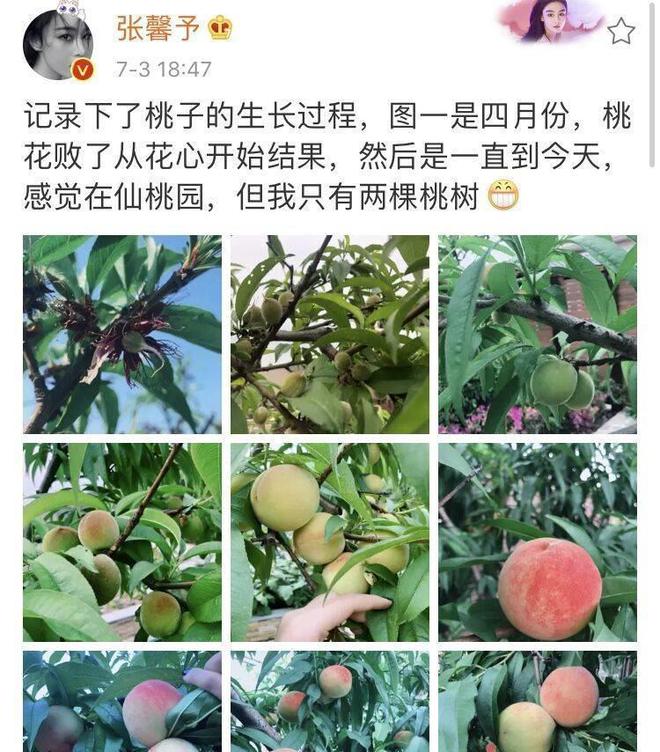 桃树结果过程图图片