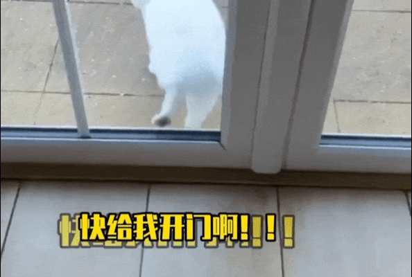 猫猫独特的开门绝技,别说猫了,是个人都做不到这么烧的开门姿势