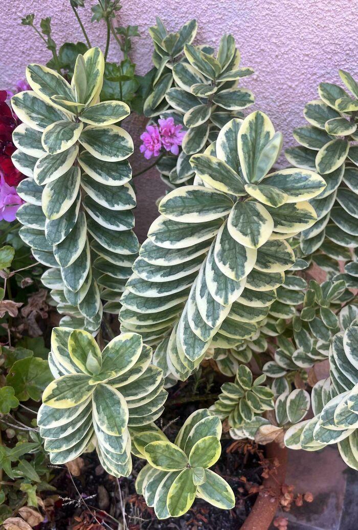 探秘自然奇迹:30种罕见的植物品种,惊艳得让人心花怒放