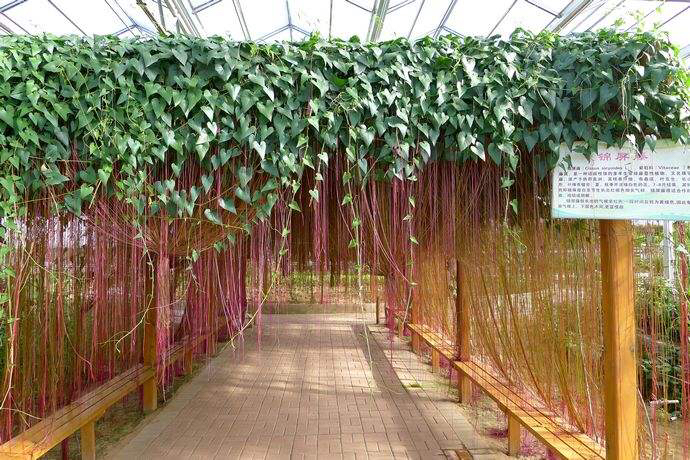 锦屏藤怎么种,锦屏藤种植方法