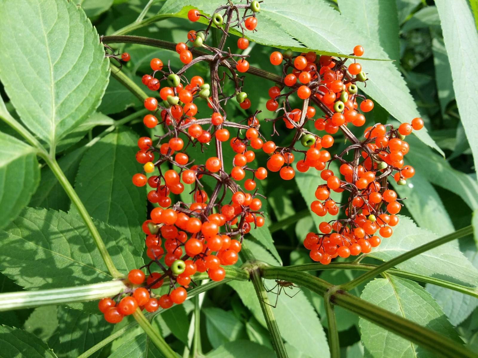 八棱麻草药治腰椎病图片