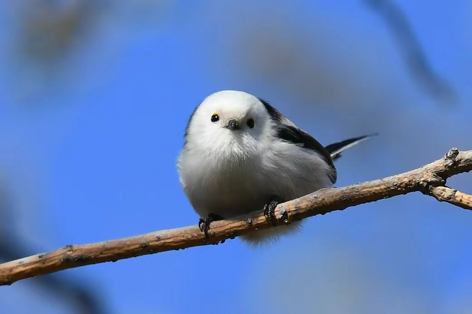 这鸟叫北长尾山雀,毛茸茸肥嘟嘟