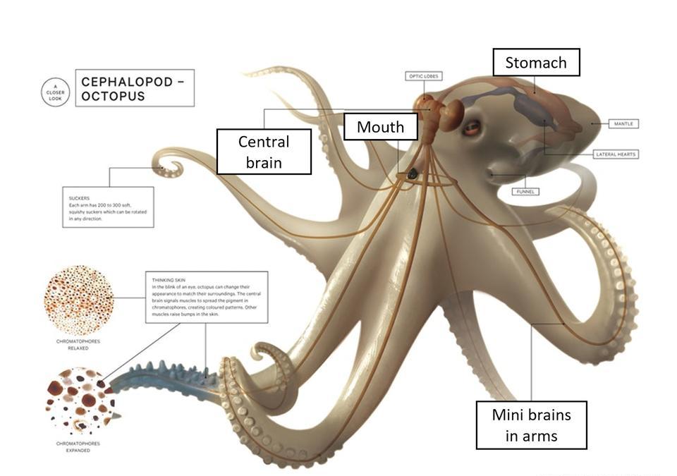 章鱼有9个大脑能编辑基因,智商高到无法理解,为何没发展出文明  章鱼