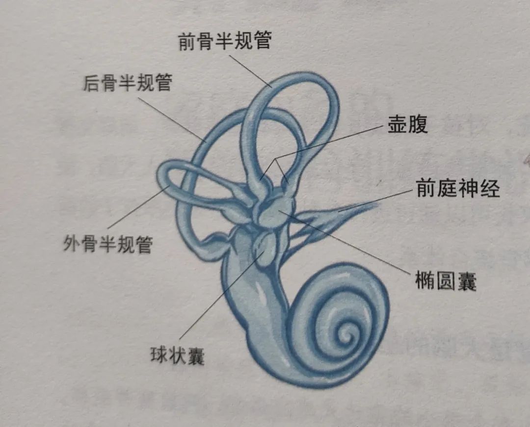 「科普」感觉统合之什么是前庭觉？