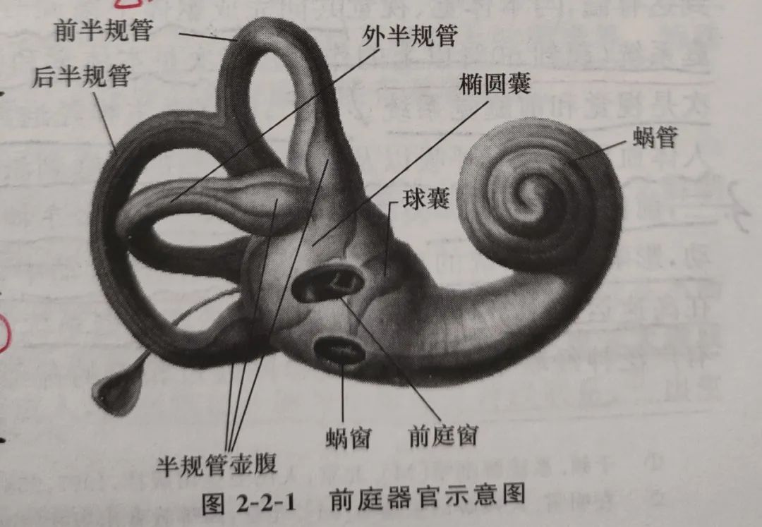 「科普」感觉统合之什么是前庭觉？