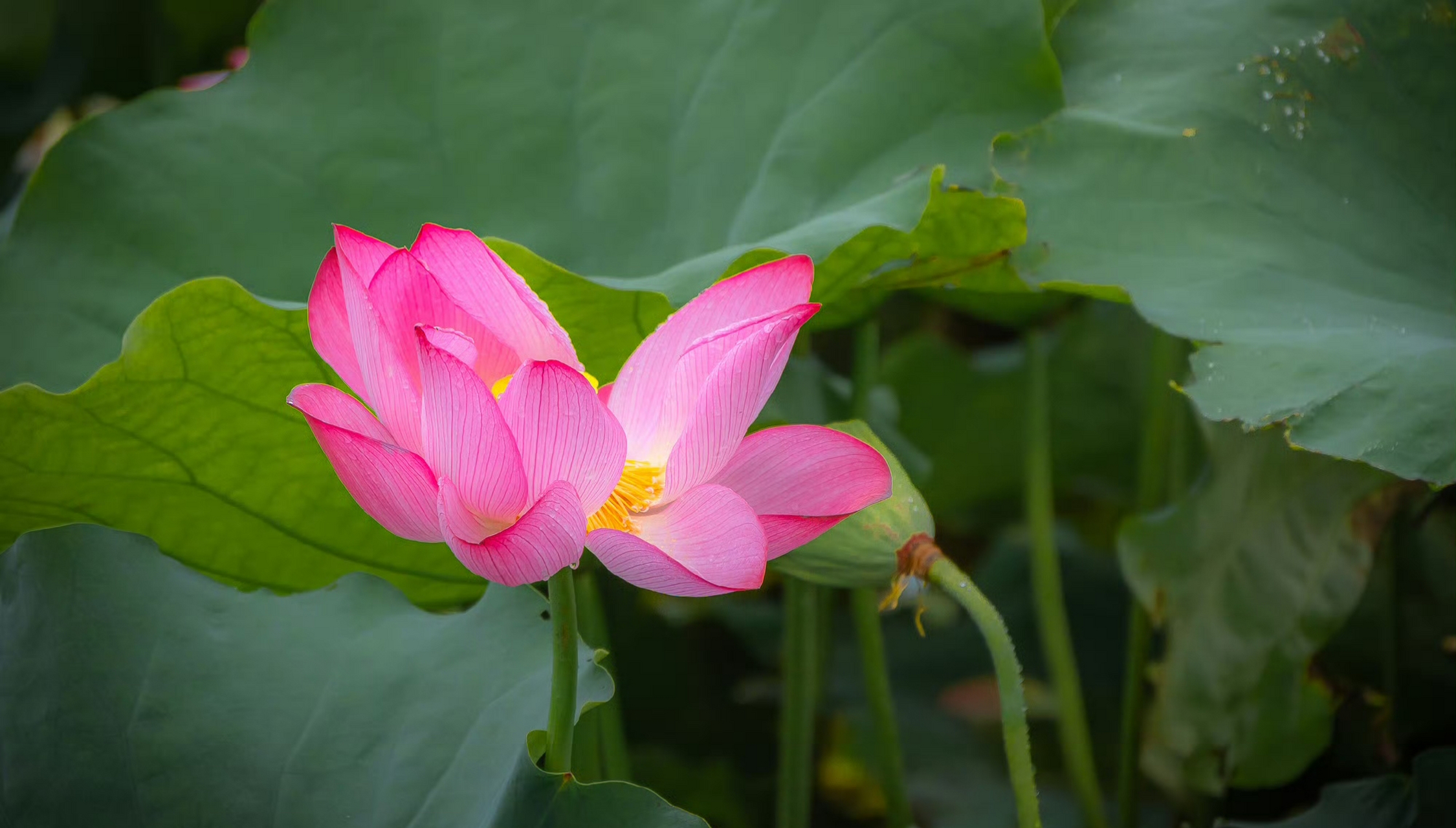夏日炎炎,无锡蠡园的荷花争奇斗艳,宛如一幅生动的画卷96.