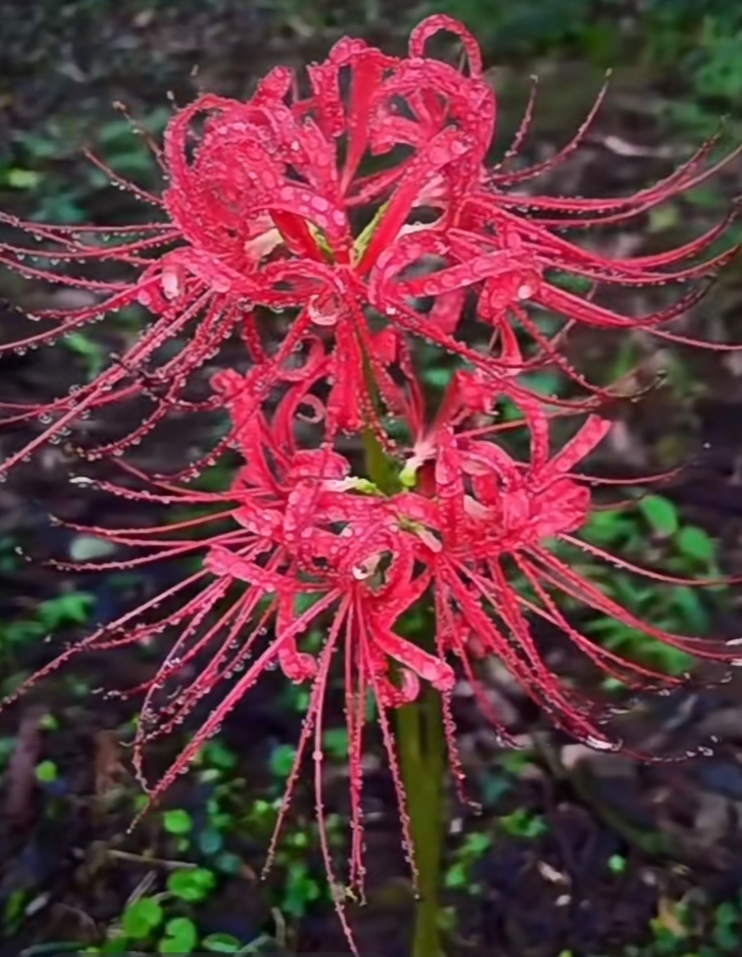 山上开的一种奇花异草颜色鲜红漂亮还带着刚下过雨的点点水珠那叫