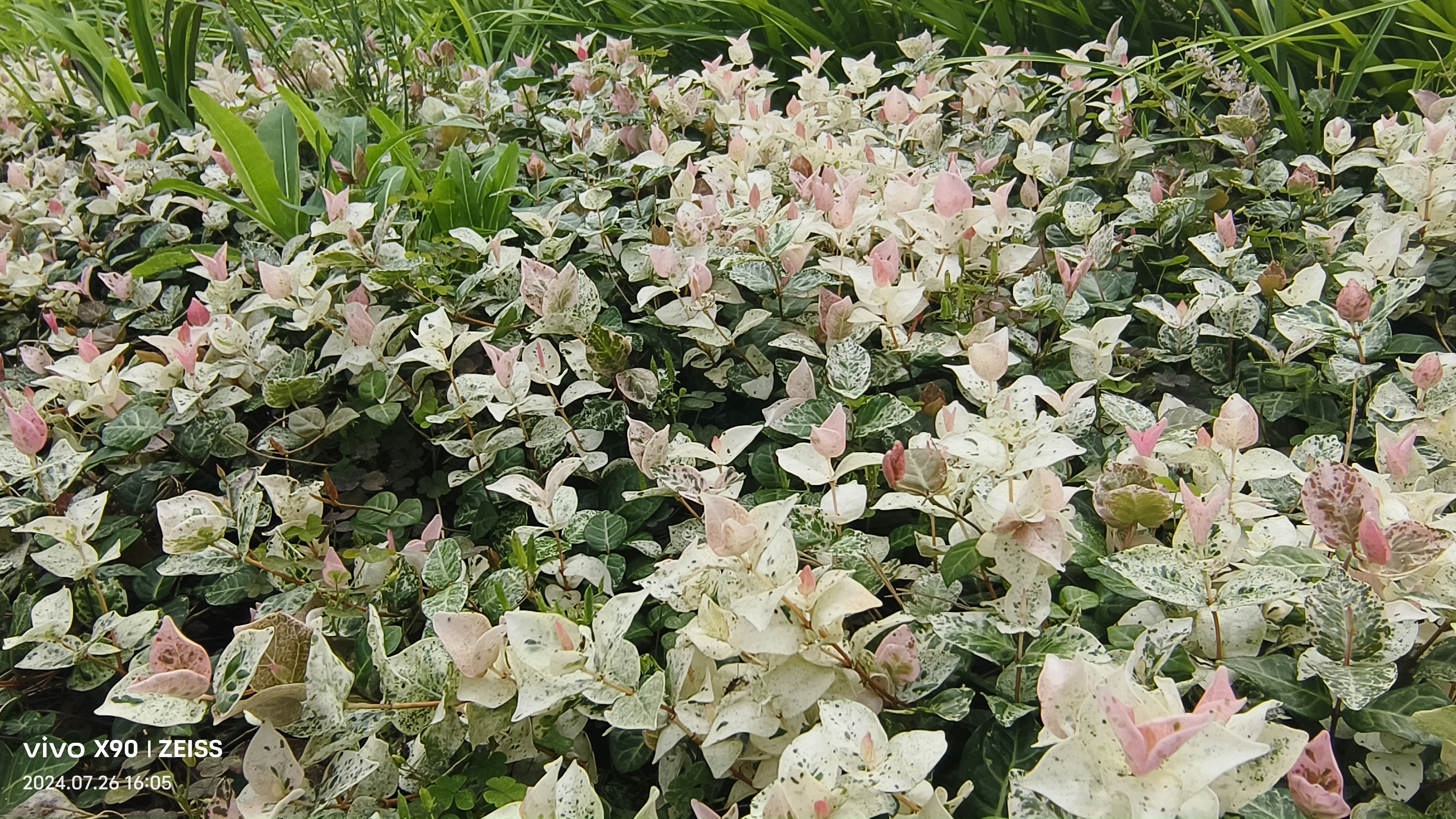 花叶络石,一种叶子比花还美的地被,藤本常绿植物