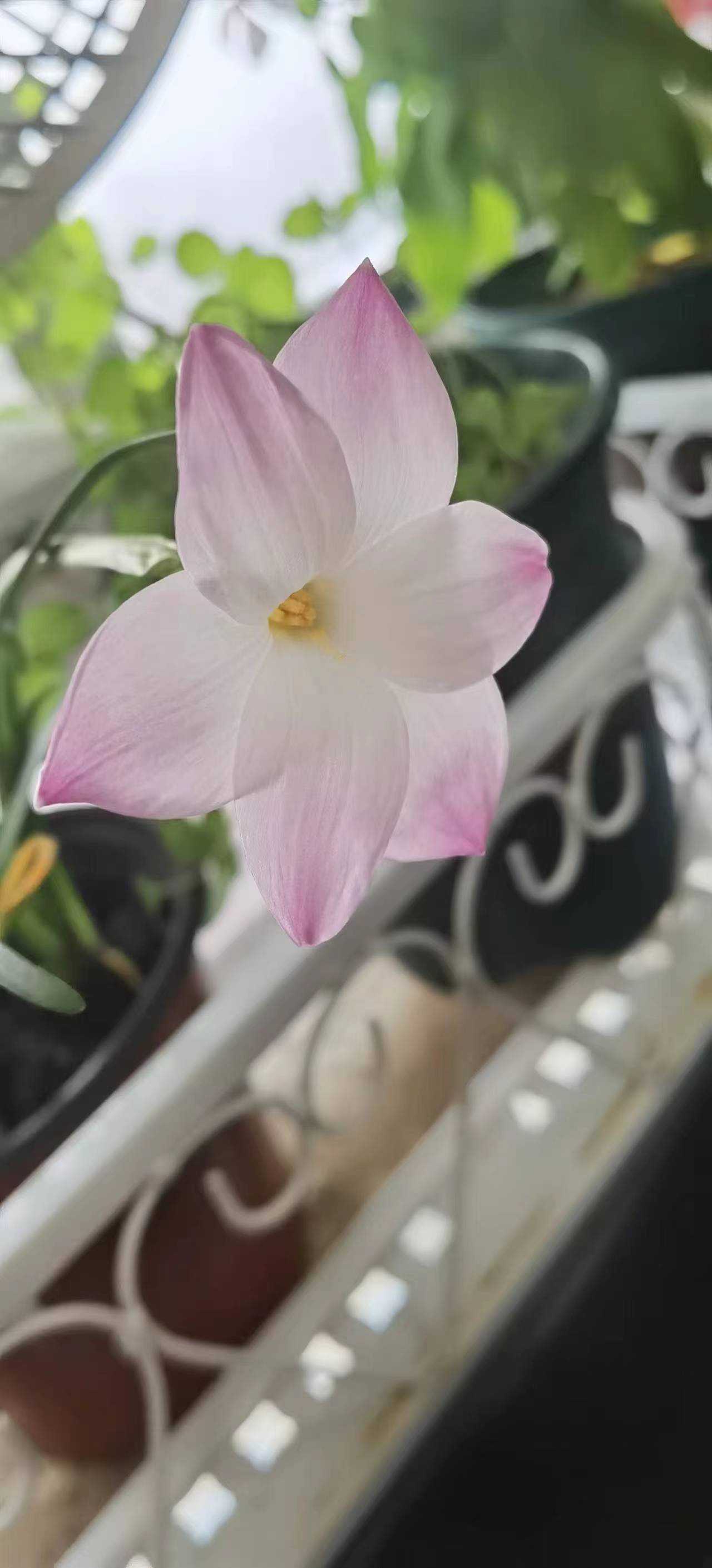 一名叫"胖丽丽"的风雨兰