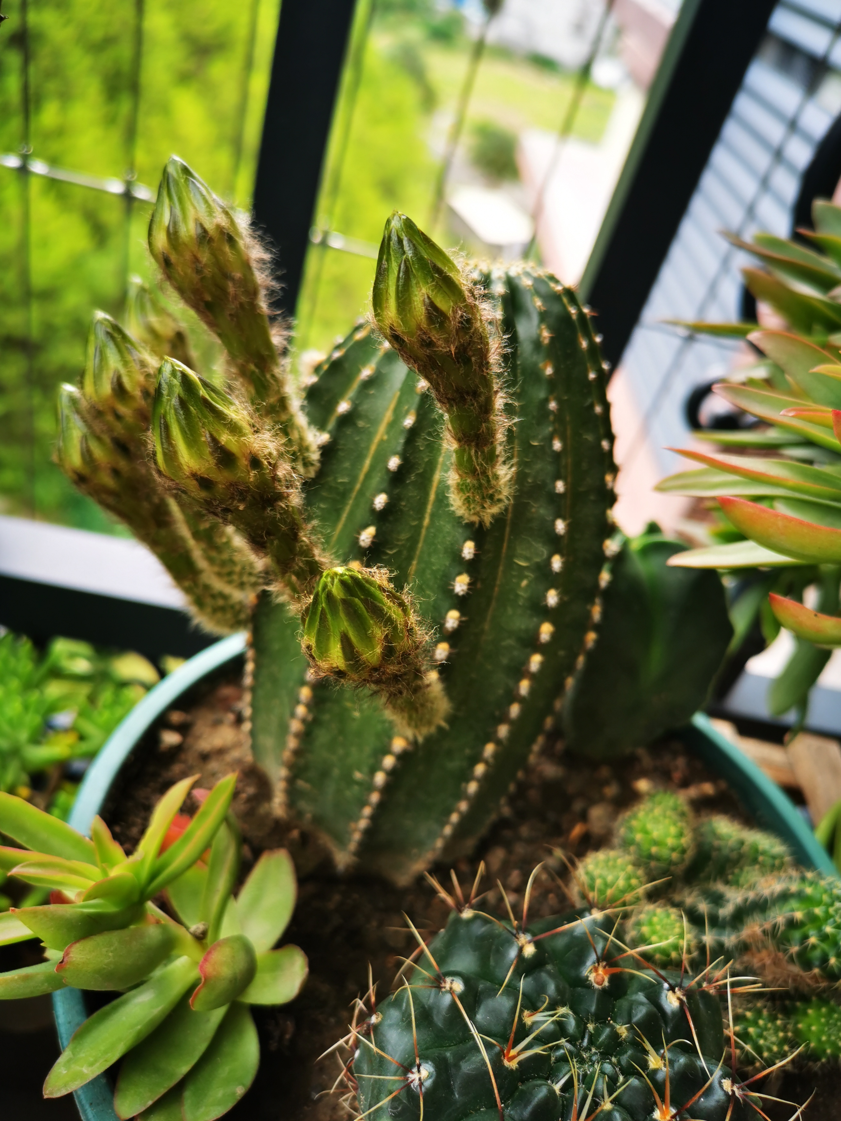 今年开得最酷又最仙儿的仙人球,金刚