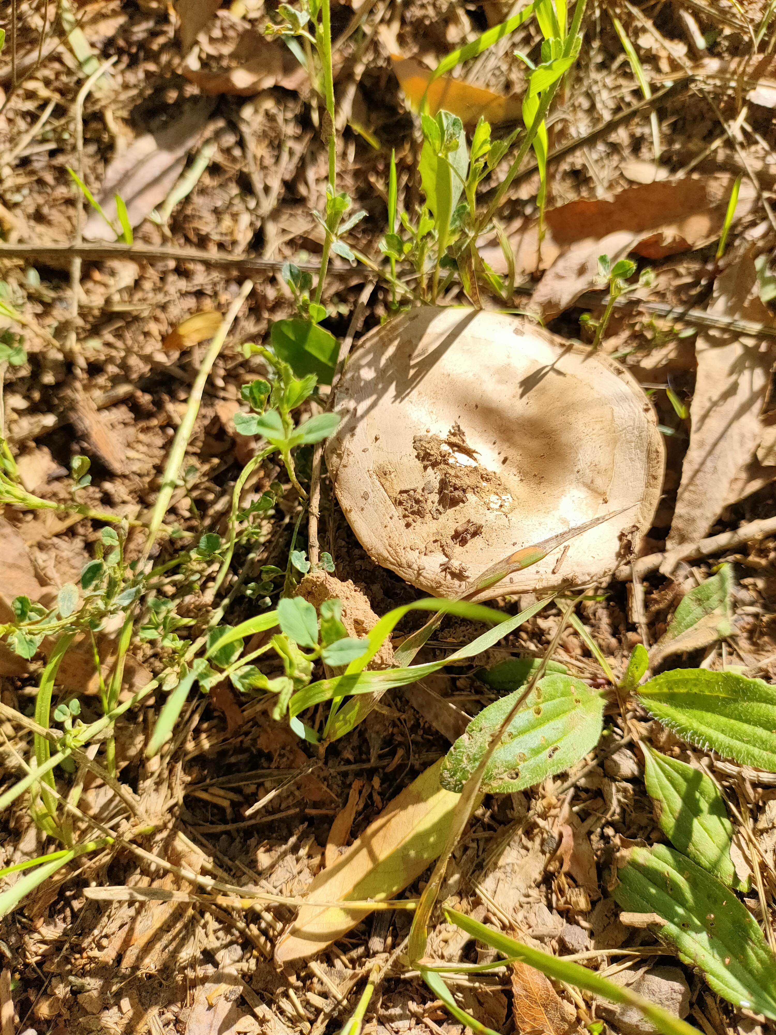 到底能不能吃,全靠网友分辨了,蘑菇盲是真不认识