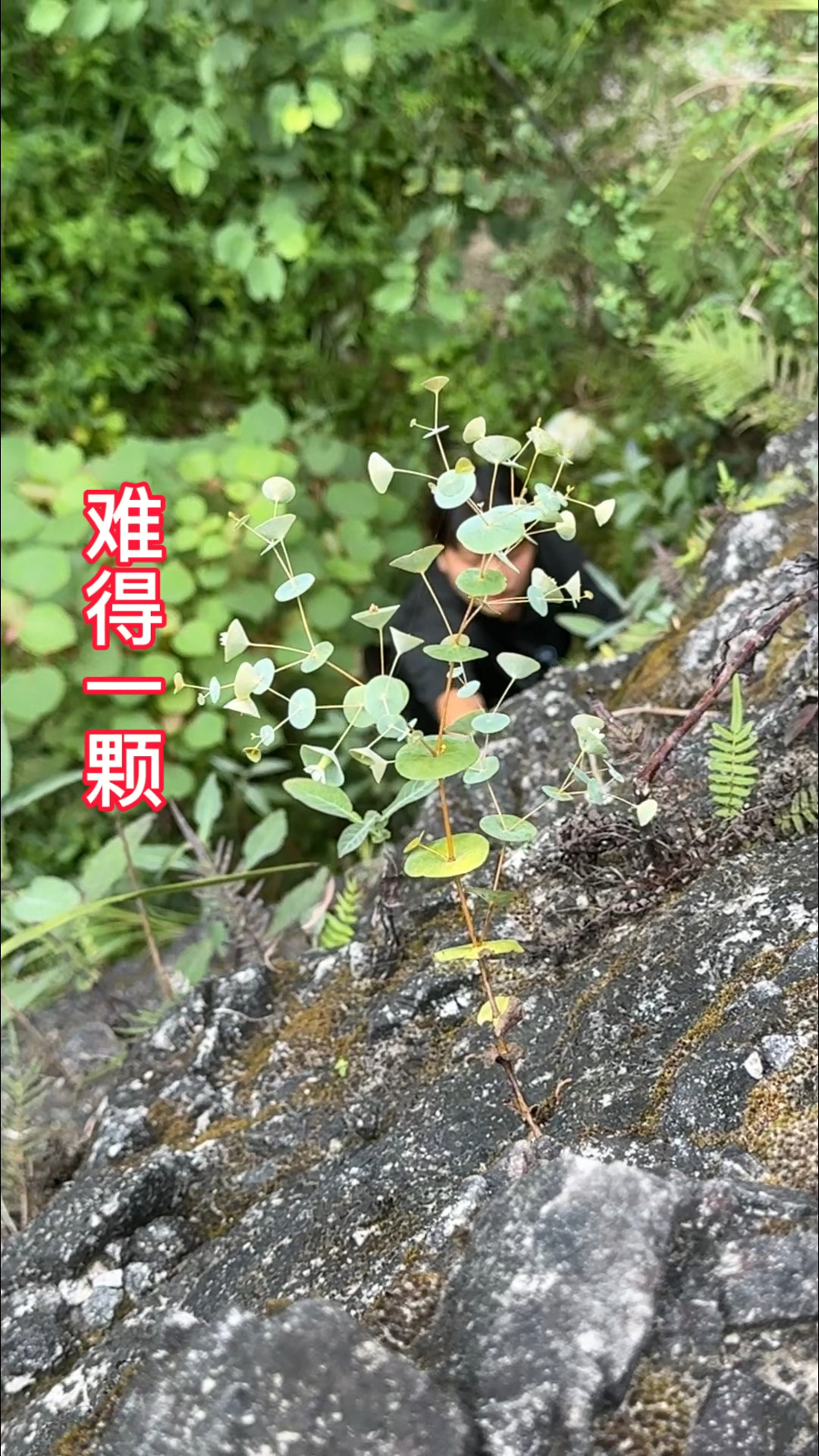 农村生活,一日一植物,穿心草,三农.