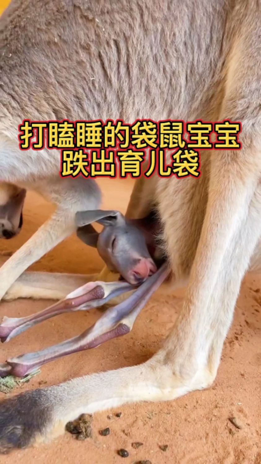 打瞌睡的袋鼠宝宝跌出育儿袋