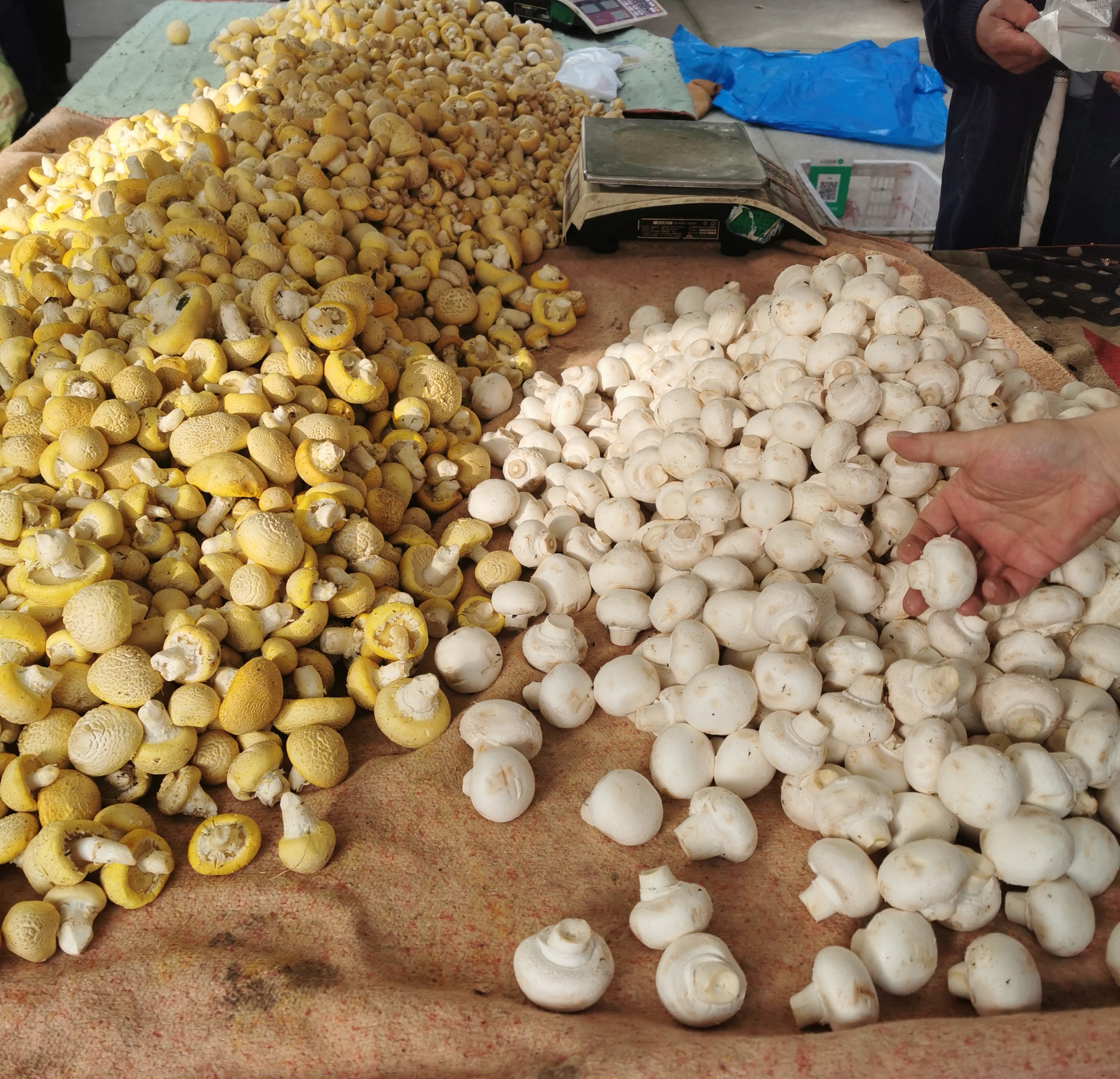 草原上的黄蘑菇丰收了!