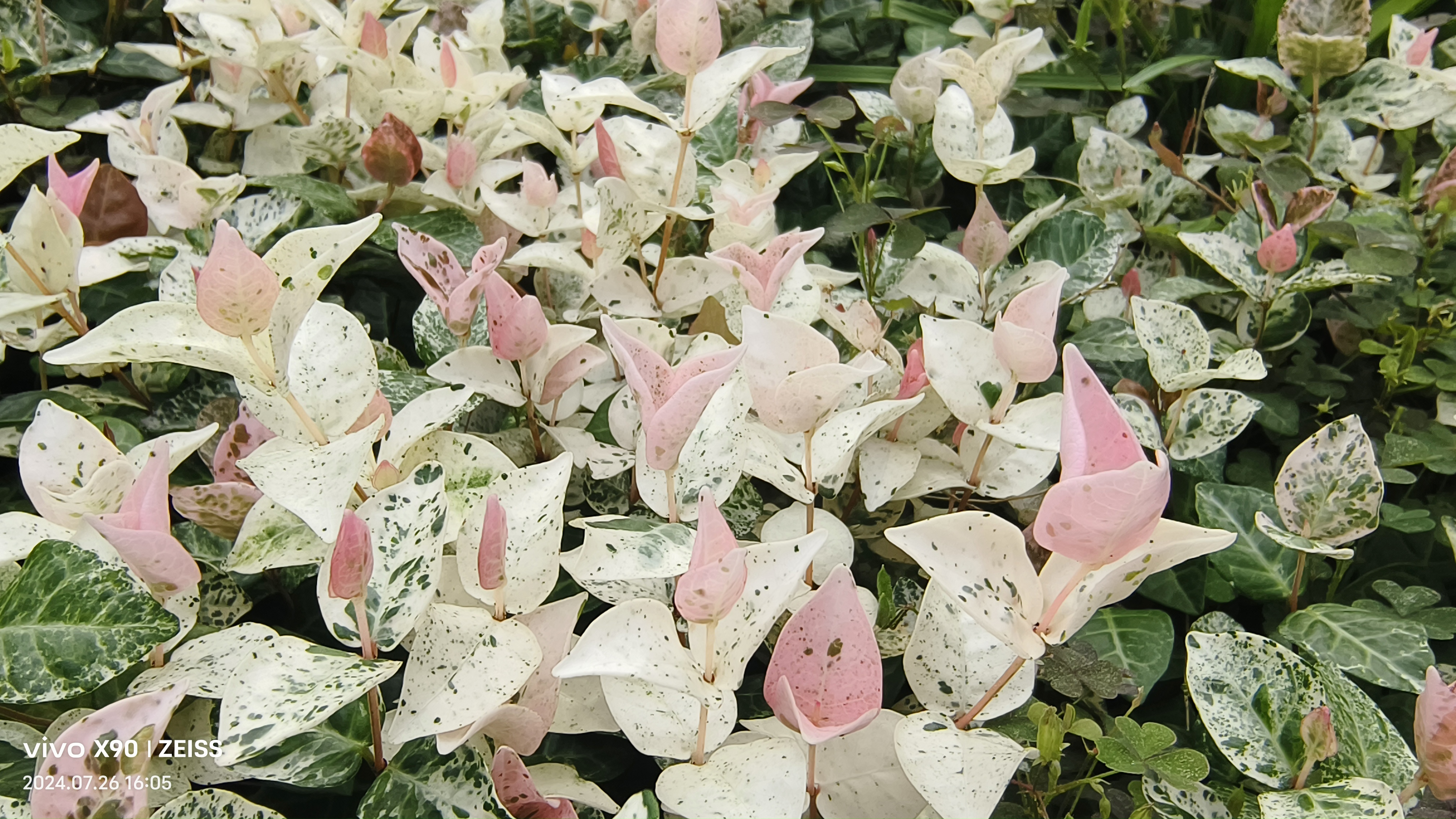 花叶络石,一种叶子比花还美的地被,藤本常绿植物