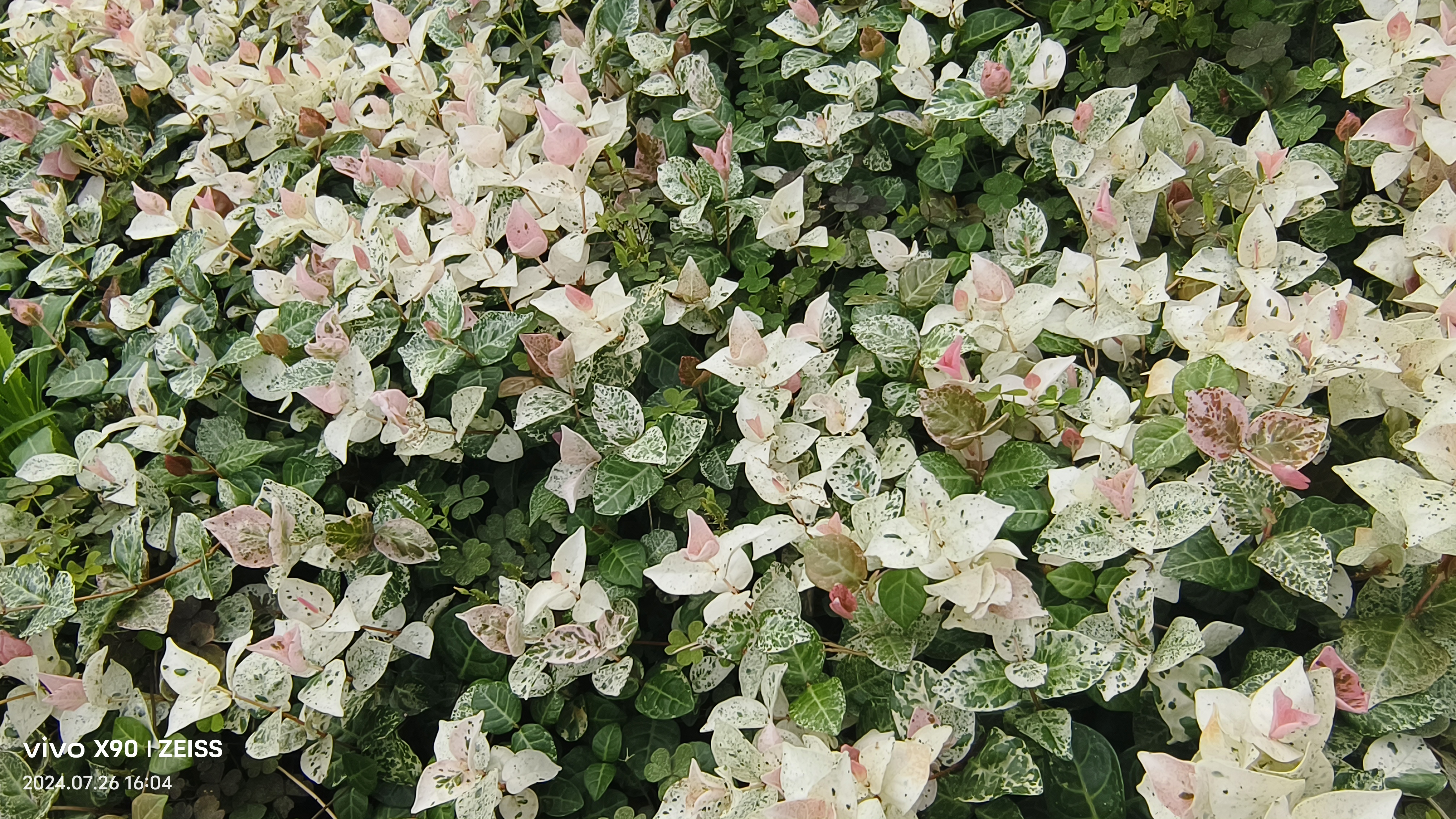 花叶络石,一种叶子比花还美的地被,藤本常绿植物