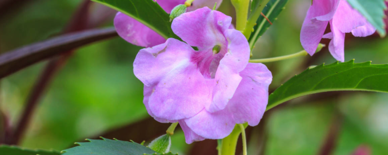 茶花凤仙花的种植方法,茶花凤仙介绍