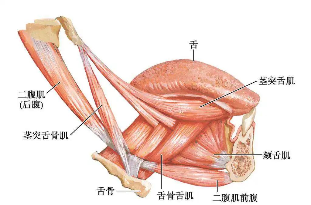 口腔肌肉图解图片