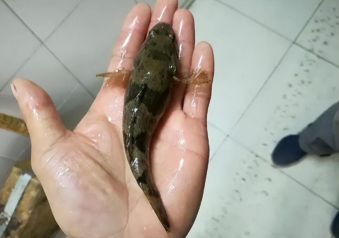 让钓鱼佬咬牙切齿的"趴地虎"最大能长到多大?真的没有价值吗?