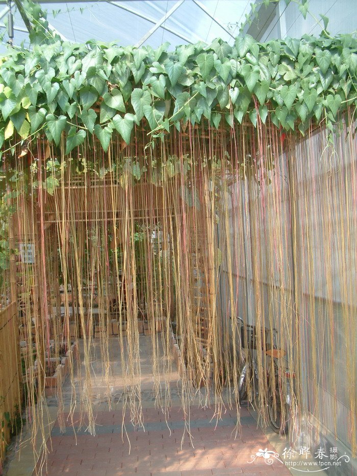 锦屏藤:一帘幽梦,让你的阳台秒变绿色仙境,你敢种吗?