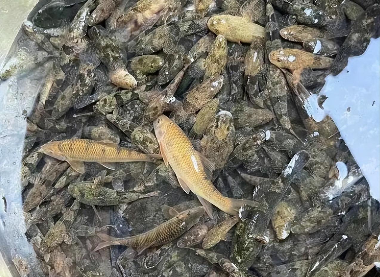 让钓鱼佬咬牙切齿的"趴地虎"最大能长到多大?真的没有价值吗?